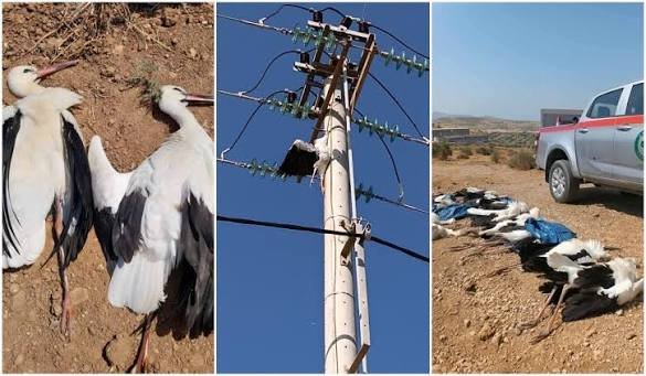 Τραγωδία στη Λαυρεωτική: 30 πελαργοί νεκροί από ηλεκτροπληξία
