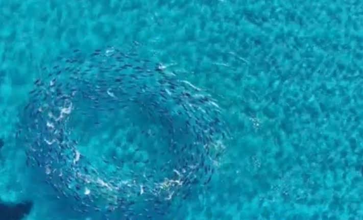 images 55 Viral Greece Απίστευτες εικόνες: Εκατοντάδες τόνοι δημιούργησαν έναν τεράστιο «θαλάσσιο κυκλώνα» στα ελληνικά νερά