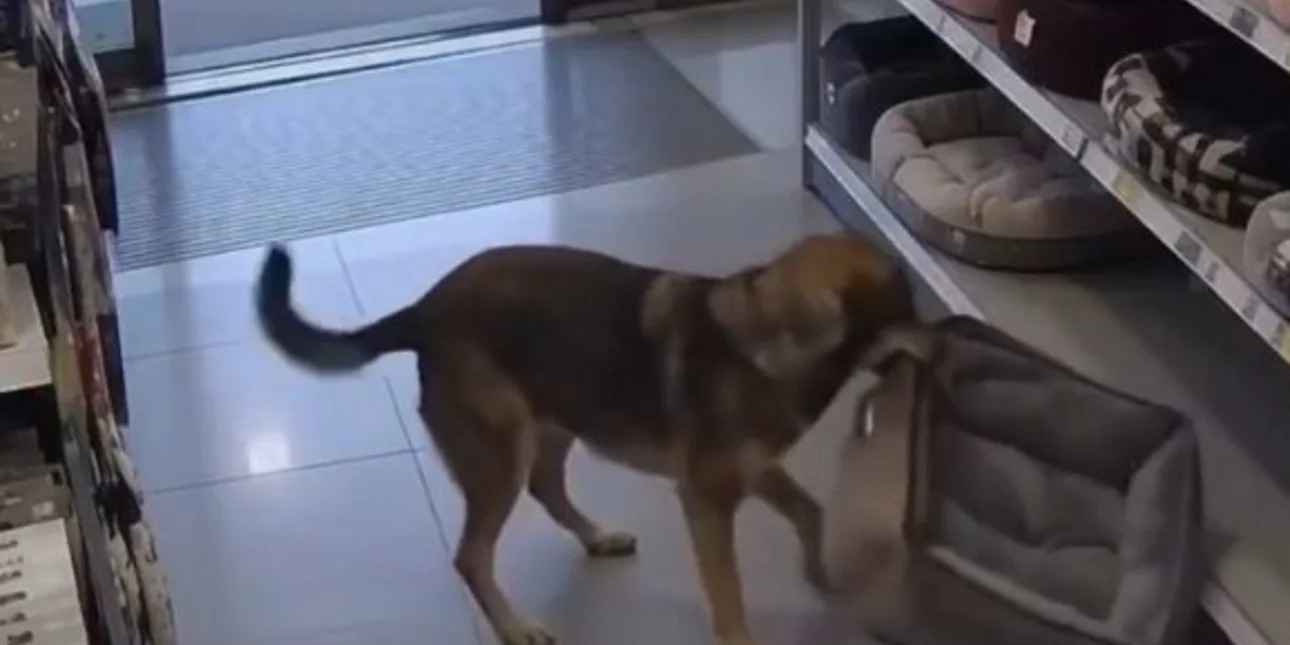Αδέσποτος σκύλος μπήκε σε pet shop και «έκλεψε» ένα κρεβατάκι – Η αντίδραση των ιδιοκτητών συγκινεί skylakos.jpg